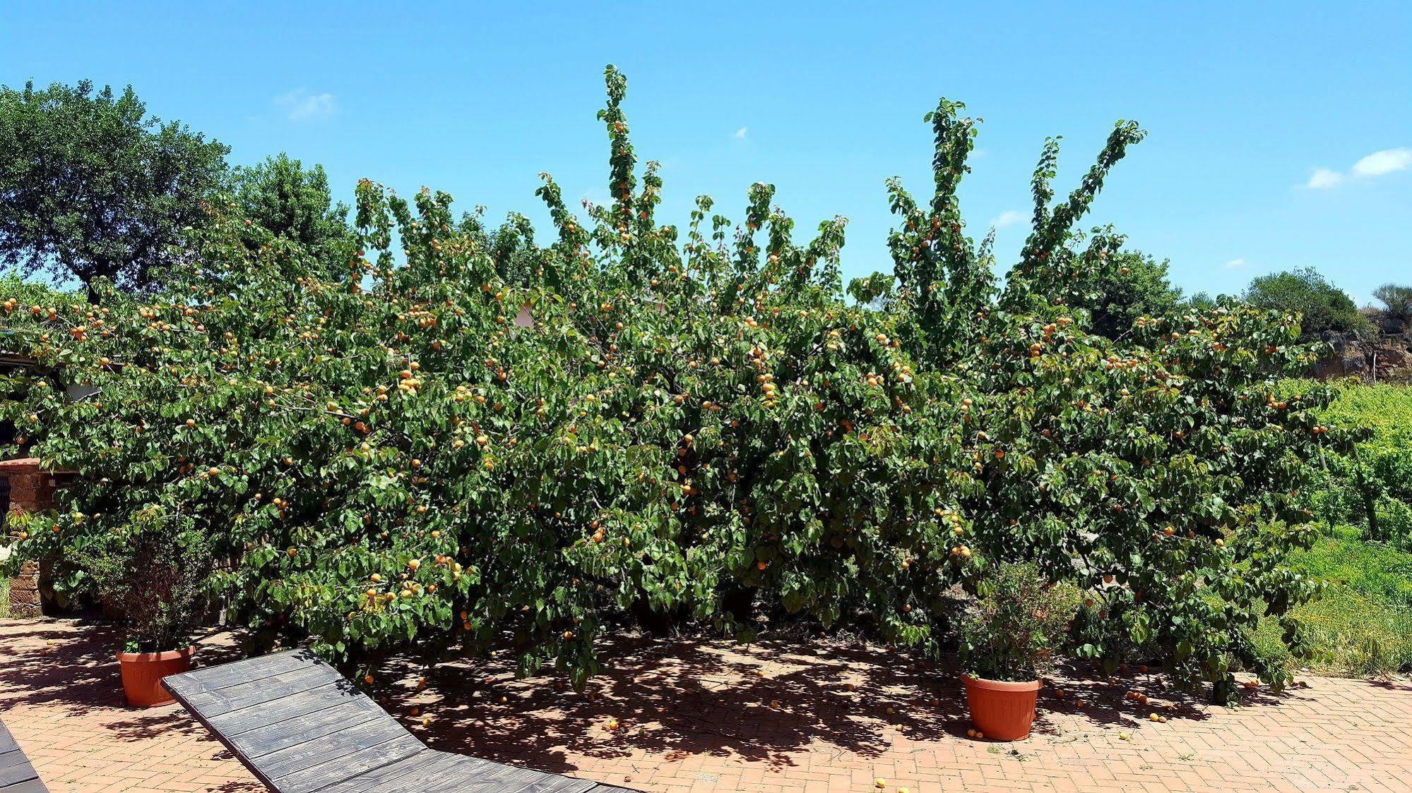 Azienda Agricola Sinisi Cerveteri Exterior photo